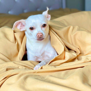 Harvest Gold Sheet Set