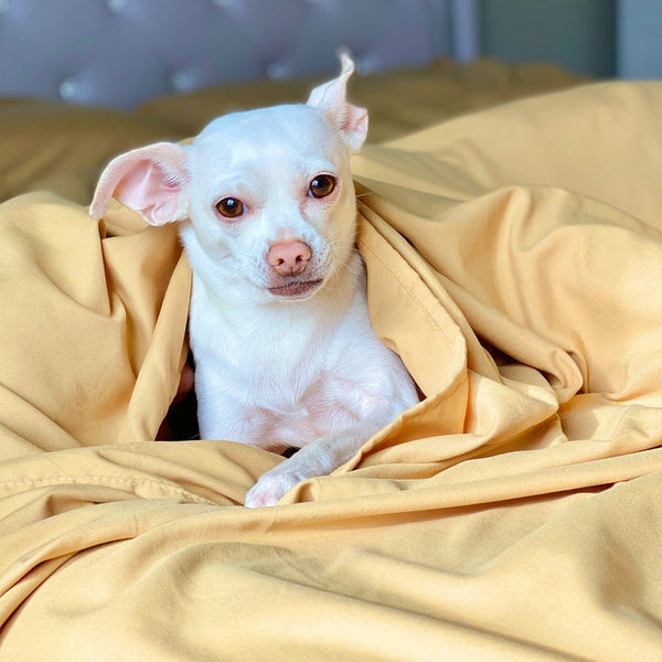 Load image into Gallery viewer, Harvest Gold Sheet Set